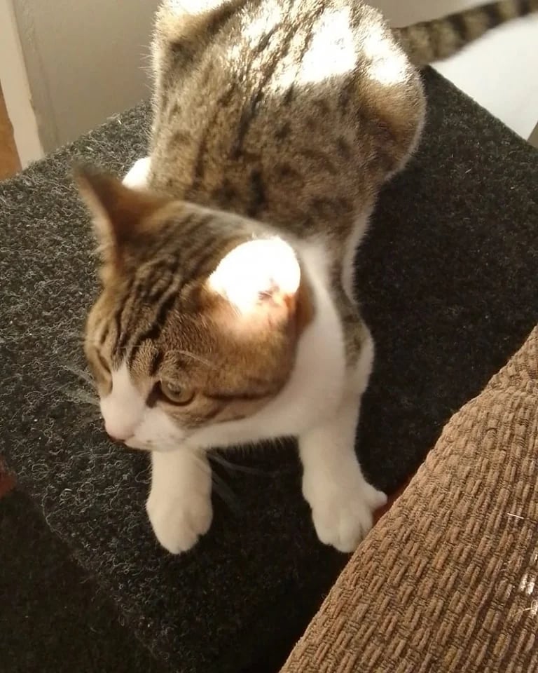 Bella-1