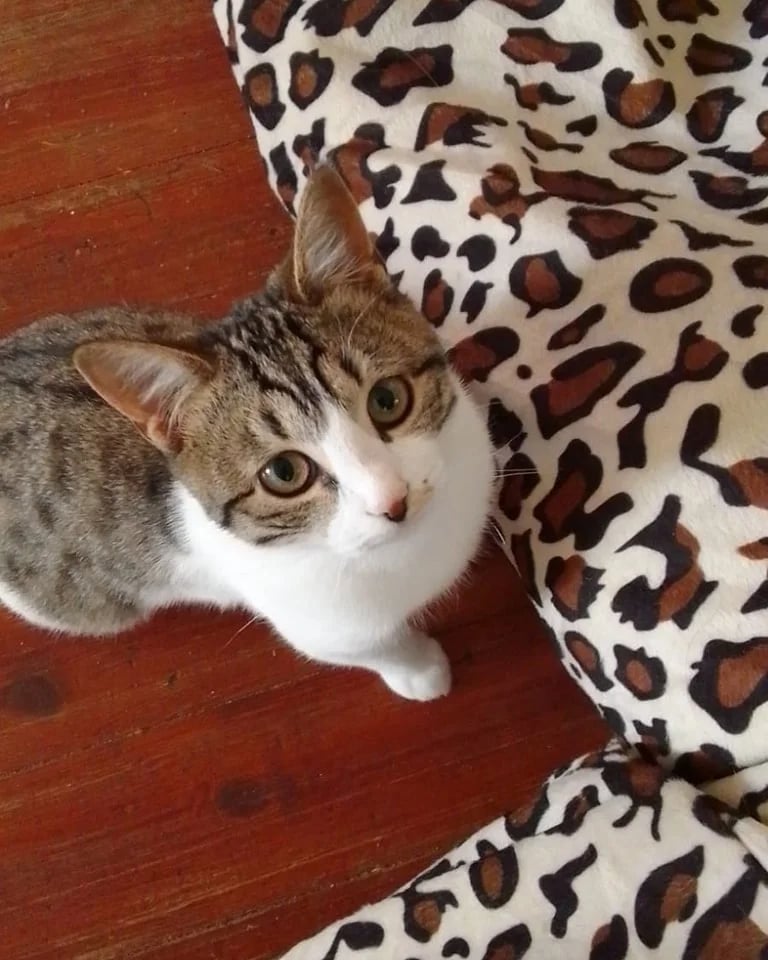 Bella-2