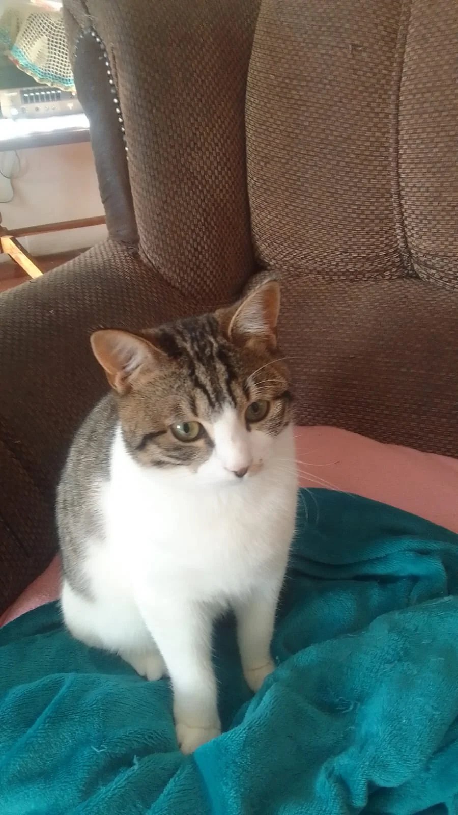 Bella-4