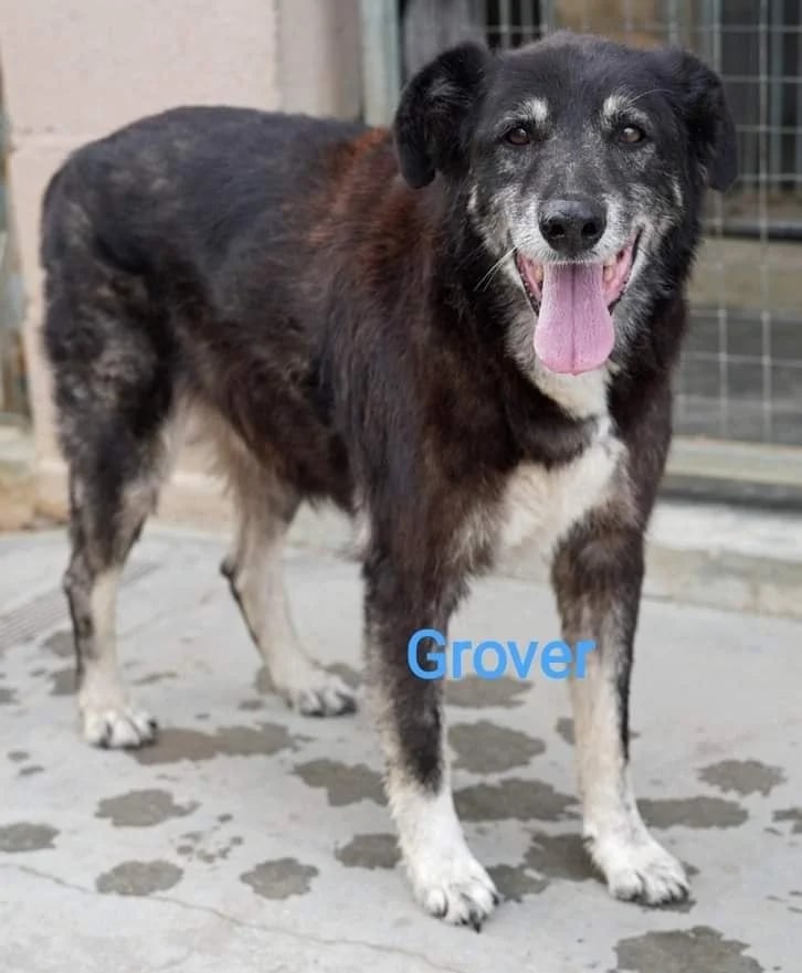 Grover-1