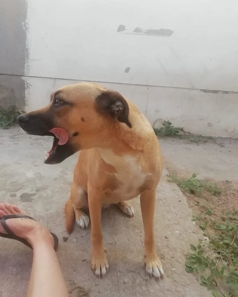 Layla-3