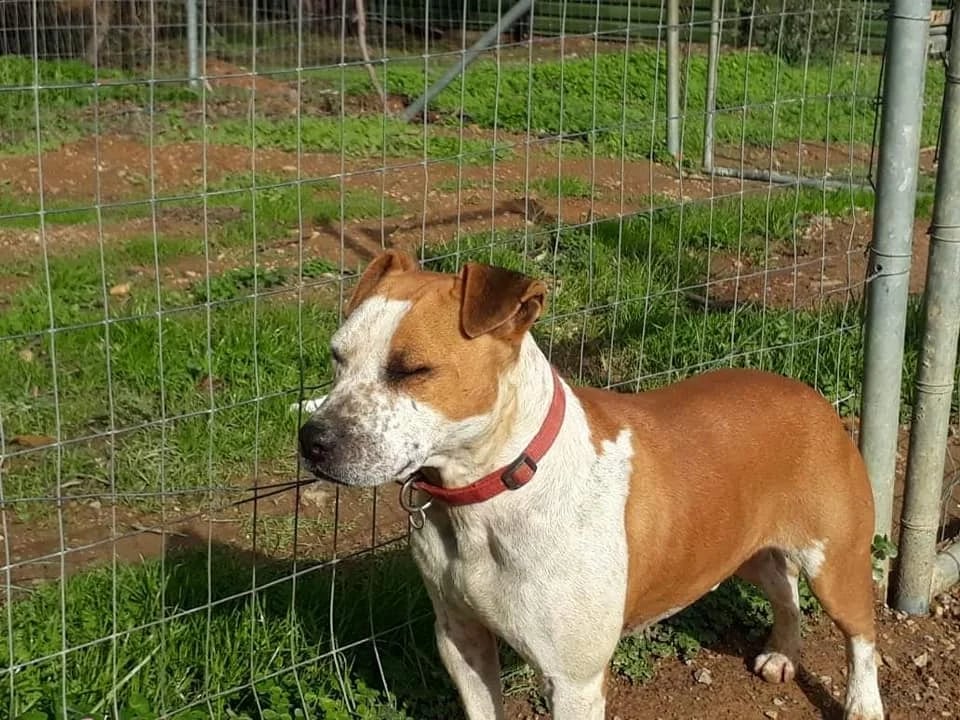 Romeo-3