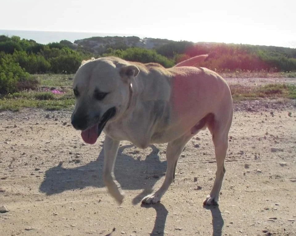 dog-2